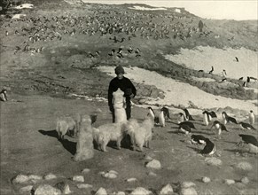 'Joyce and the Dogs in the Penguin Rookery', c1908, (1909).  Artist: Unknown.