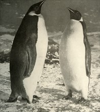 'Two Emperor Penguins', c1908, (1909).  Artist: Unknown.