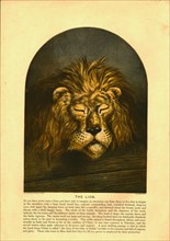'The Lion' Creator: C Sheeres.