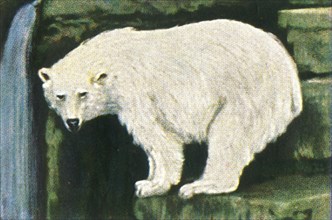 Polar bear from Spitzbergen, c1928. Creator: Unknown.