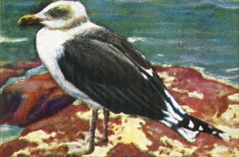 Dominican gull, c1928. Creator: Unknown.