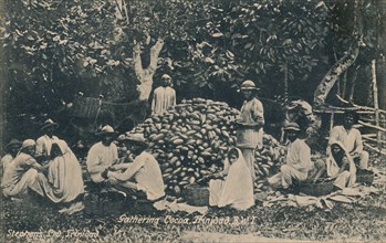 'Gathering Cocoa, Trinidad, B.W.I.', early 20th century. Creator: Unknown.