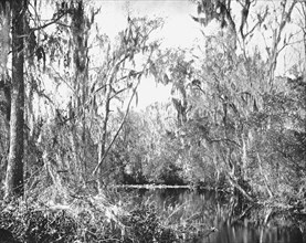 On Governor's Creek, Ocklawaha River, Florida, USA, c1900. Creator: Unknown.