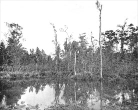A Louisiana swamp, USA, c1900.  Creator: Unknown.