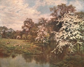 'Hawthorn Blossoms', c1899, (c1902).  Creator: Unknown.