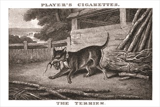 'The Terrier', (1924). Creator: Unknown.
