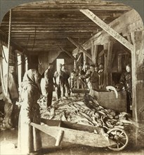 'Receiving fish from sea vessels and packing for export - fish warehouse, Aalesund, Norway',  c1905. Creator: Unknown.