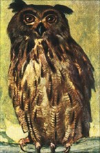 Eagle owl, c1928. Creator: Unknown.
