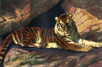Siberian tiger, c1928. Creator: Unknown.