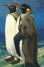 King penguins, c1928. Creator: Unknown.