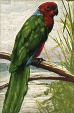 Austral parakeet, c1928. Creator: Unknown.