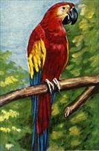 Scarlet macaw, c1928. Creator: Unknown.