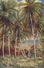 'Coco-Nut Palms in Northern Queensland', 1923. Creator: Unknown.