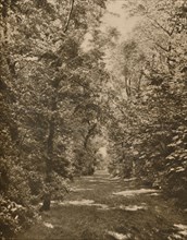 'A Woodland Glade Within A Few Hundred Yards of the Earl's Court Road', c1935. Creator: King.