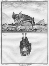'Le Fer-A-Cheval & Le Fer-A-Cheval suspendu par les pieds', c1763.  Creator: Christian Friedrich Fritzsch.