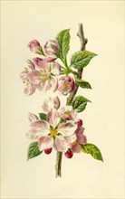'Apple', 1877. Creator: Frederick Edward Hulme.