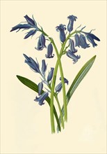 'Hyacinth', 1877. Creator: Frederick Edward Hulme.
