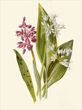 'Common Orchis and Broad-Leafed Garlic', 1877. Creator: Frederick Edward Hulme.
