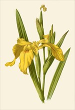 'Yellow Iris', 1877. Creator: Frederick Edward Hulme.