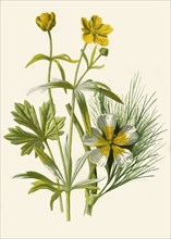 'Goldilocks. Water Ranunculus', 1877. Creator: Frederick Edward Hulme.