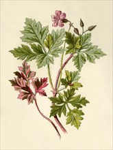 'Herb-Robert', 1877. Creator: Frederick Edward Hulme.