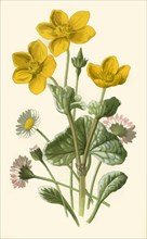 'Daisy & Marsh-Marigold', 1877. Creator: Frederick Edward Hulme.