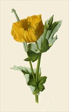 'Yellow Horned Poppy', 1877. Creator: Frederick Edward Hulme.