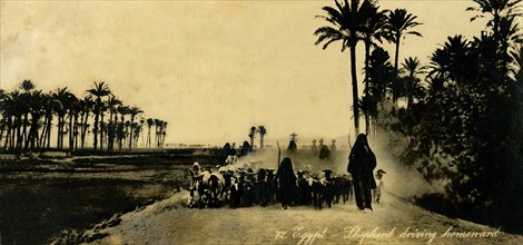'Egypt - Shepherd driving homeward', c1918-c1939. Creator: Unknown.