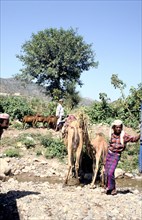 Camels drinking at Wadi Dhabab, Yemen