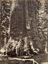 Base of the Grizzly Giant, Giant Sequoia tree, Yosemite, California, 1868. Artist: Carleton Emmons Watkins