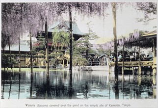Wisteria blossom over the pond in the Kameido Temple Gardens, Tokyo, Japan, late 19th century. Artist: Unknown