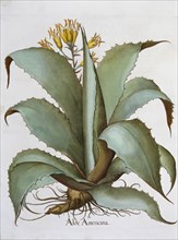 American Aloe (Aloe Americana), 1613. Artist: Unknown