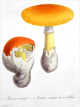 Amanita Caesaria (Caesar's Mushroom), 1821. Artist: LFJ Hoquart