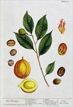 Nutmeg, 1782. Artist: Elizabeth Blackwell