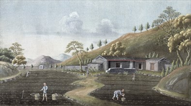 Tea planting, China, 19th century. Artist: Unknown