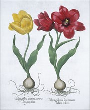 Red and yellow tulip, 1613. Artist: Unknown