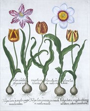 Five tulips, 1613. Artist: Unknown