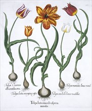 Five tulips, 1613. Artist: Unknown