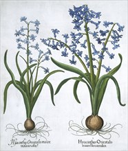Two blue hyacinths, 1613. Artist: Unknown