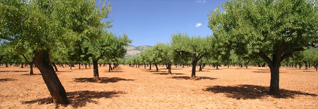 Almond trees, Mallorca, Spain.