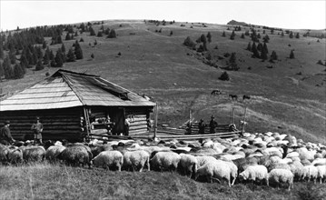 Sheep farming, Bistrita Valley, Moldavia, north-east Romania, c1920-c1945. Artist: Adolph Chevalier
