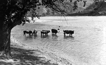 Watering cattle, Bistrita Valley, Moldavia, north-east Romania, c1920-c1945. Artist: Adolph Chevalier
