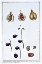 Nutmeg, c1751-1807. Artist: Pierre Joseph Buchoz