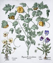 Yellow Horned Poppy, 1613. Artist: Unknown