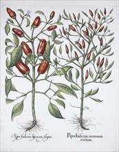Chilli pepper plants, 1613. Artist: Unknown