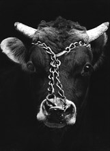 Chained bull.