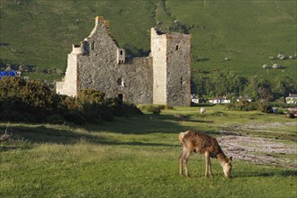 Lochranza Castle, Arran, North Ayrshire, Scotland.