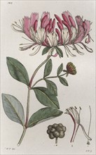 Honeysuckle (Lonicera periclymenum), 1804-1811. Artist: Johan Wilhelm Palmstruch