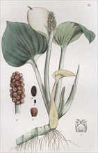 Bog Arum (Calla palustris), 1804-1811. Artist: Johan Wilhelm Palmstruch
