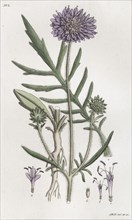 Field Scabious (Knautia arvensis), 1804-1811. Artist: Johan Wilhelm Palmstruch